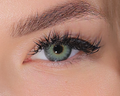 Lady Ash Gray Green (1-Day)